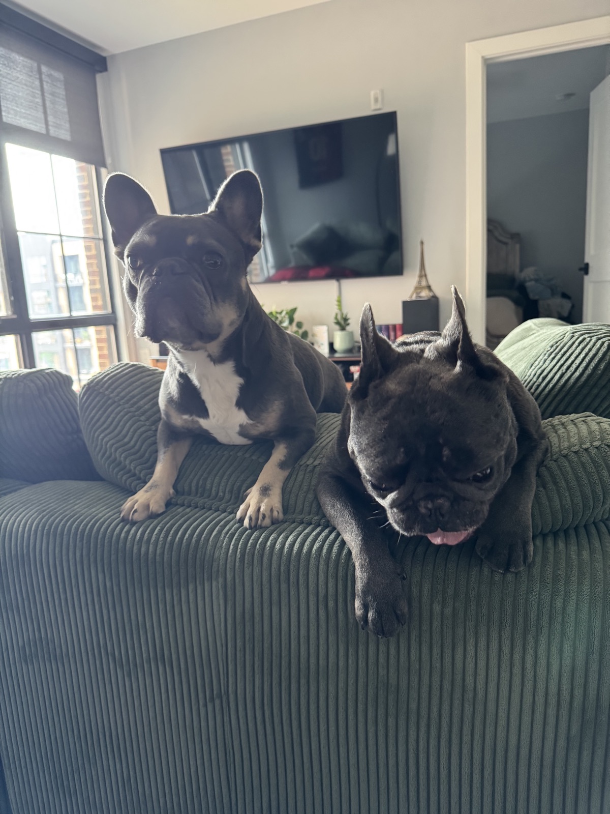 Two French bulldogs on a green corduroy couch