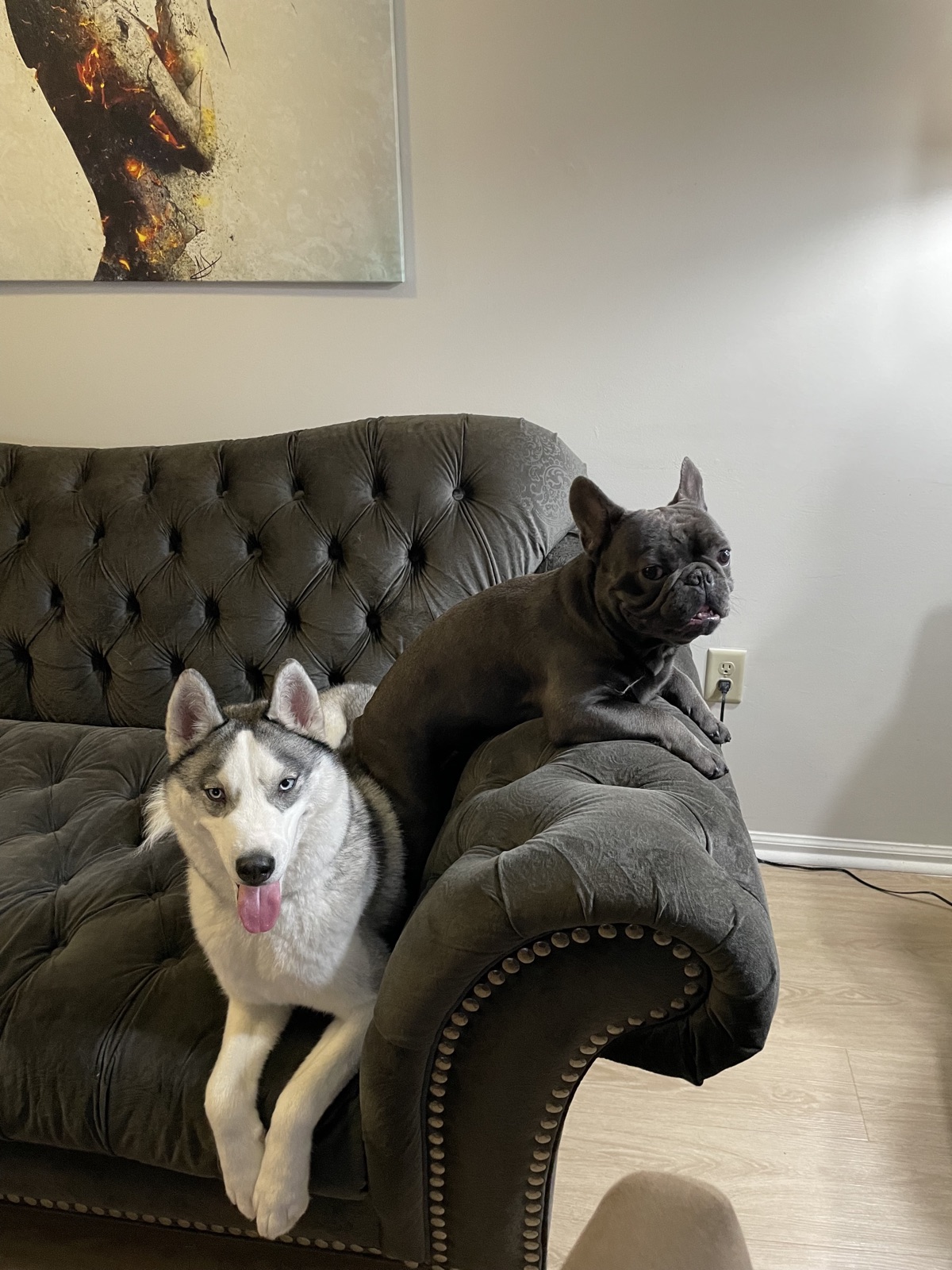 Louis on a tufted couch with a husky friend