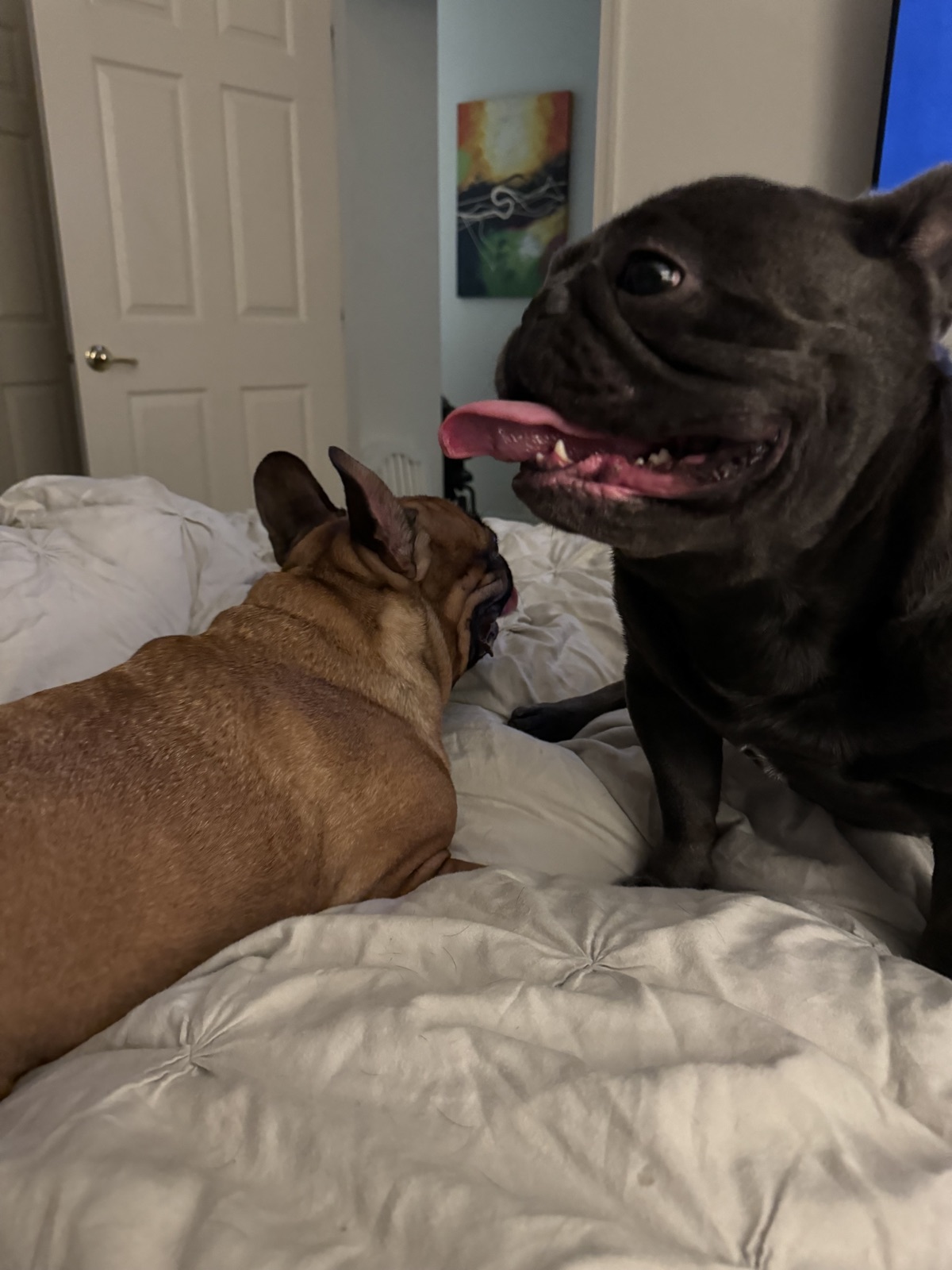 Louis playing on a bed with a tan French bulldog