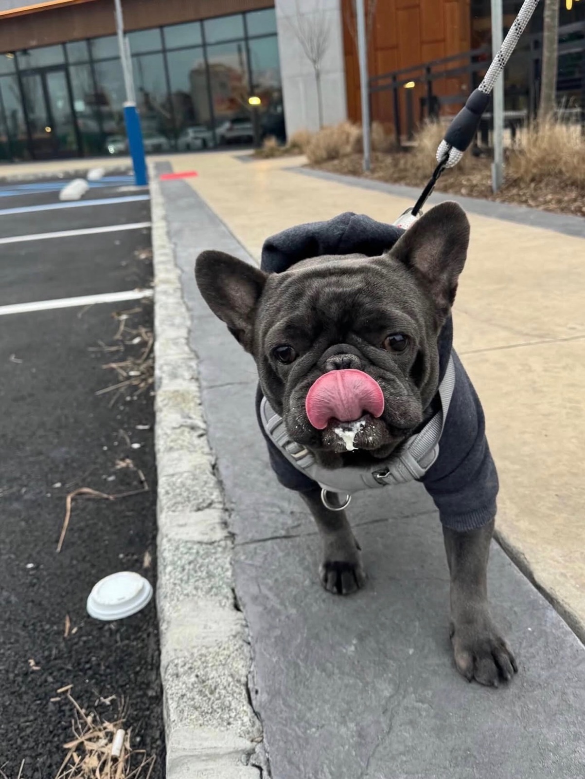 Louis in a navy hoodie with whipped cream on his nose from a pup cup